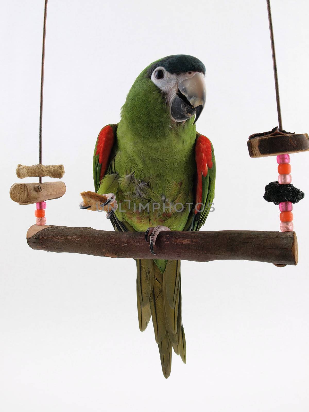 Miniature Noble Macaw on an isolated white background, eating a cracker.