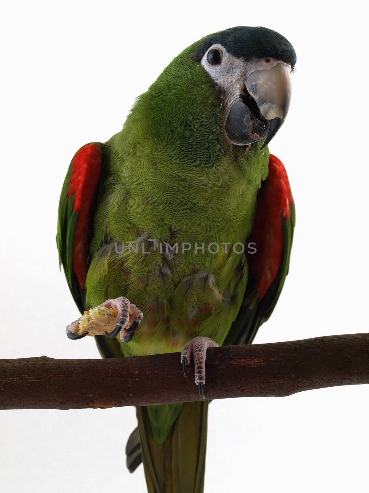Miniature Noble Macaw with Cracker by RGebbiePhoto