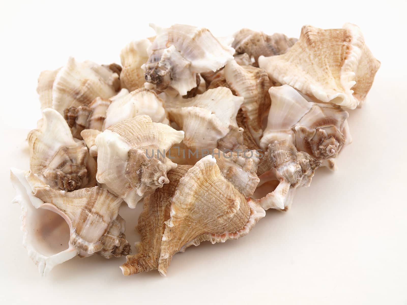 Various types of sea shells isolated on a white background.