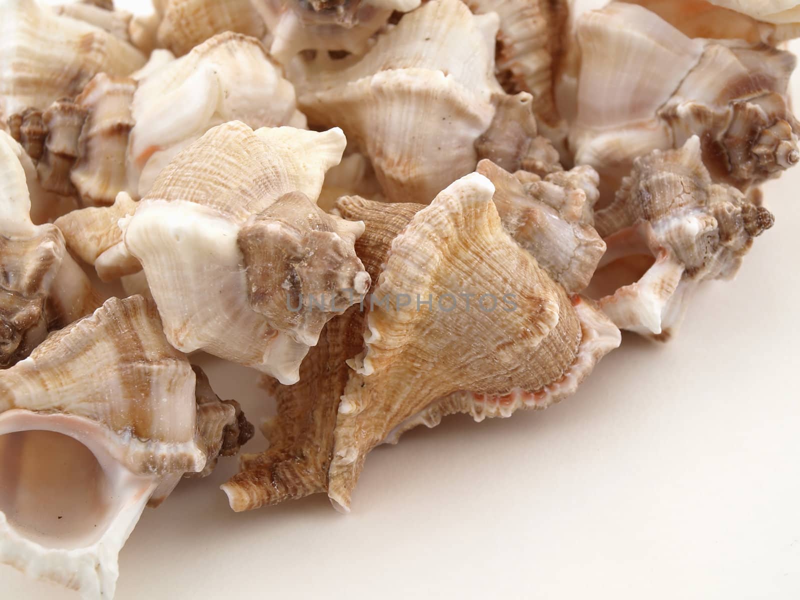 Various types of sea shells isolated on a white background.