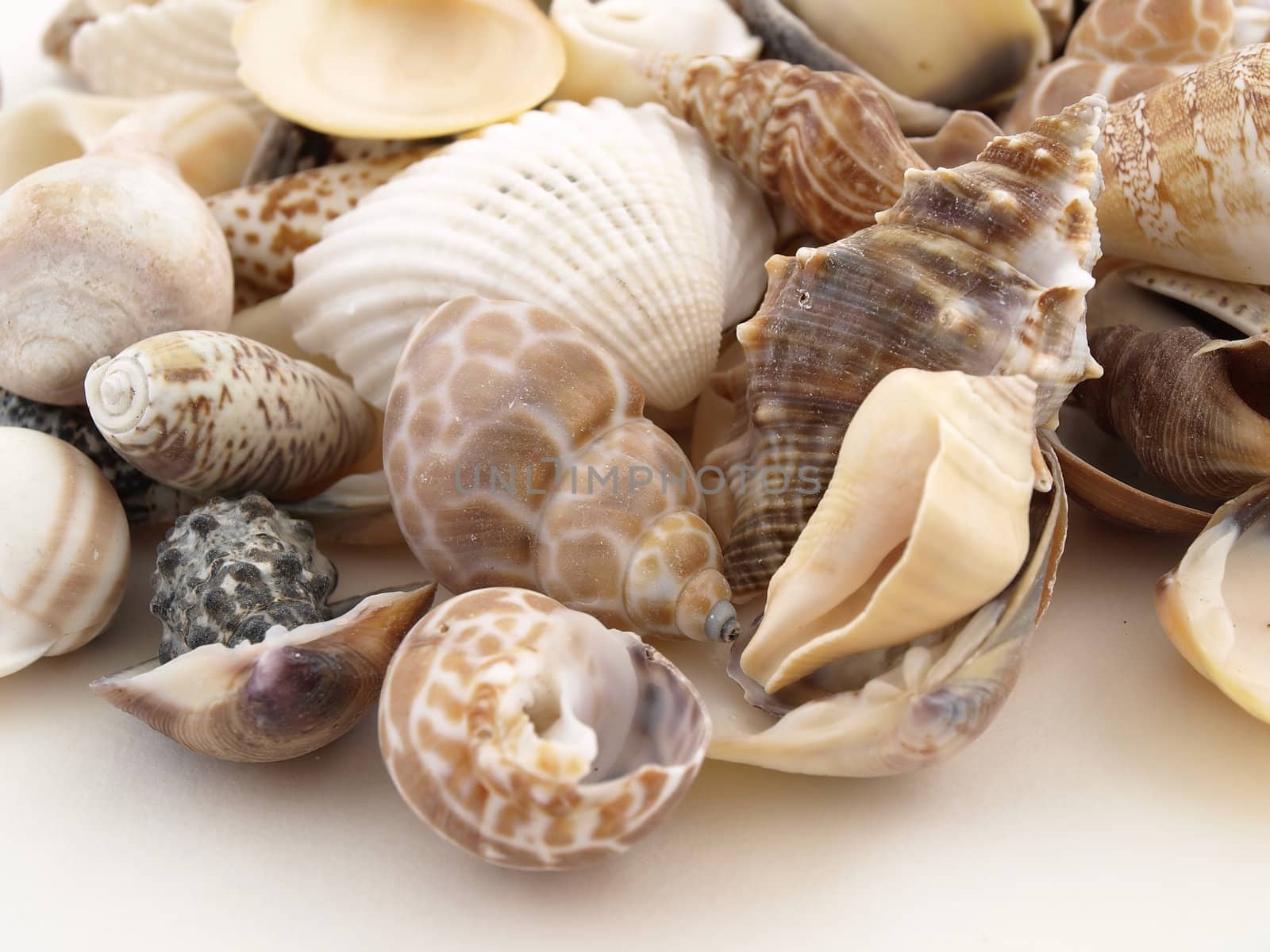 Various types of sea shells isolated on a white background.