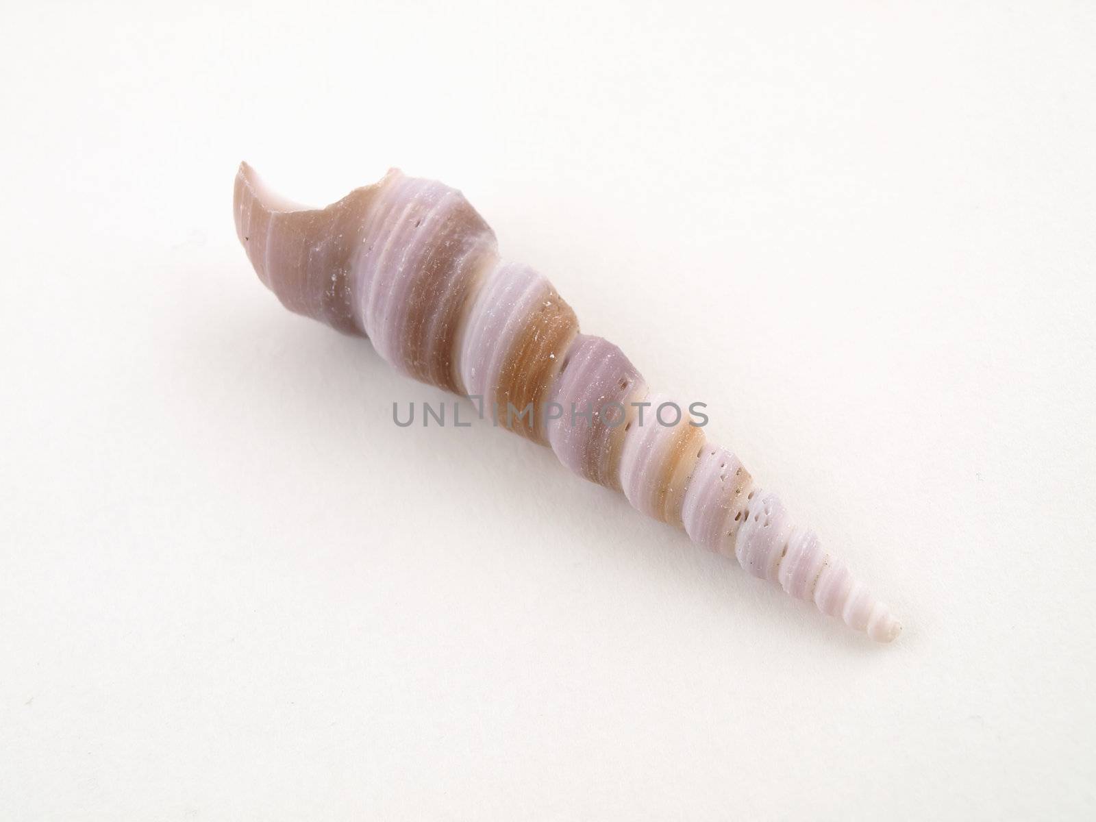 A single sea shell isolated on a white background.