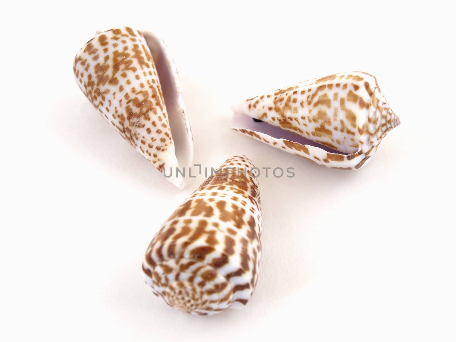 Three sea shells isolated on a white background.