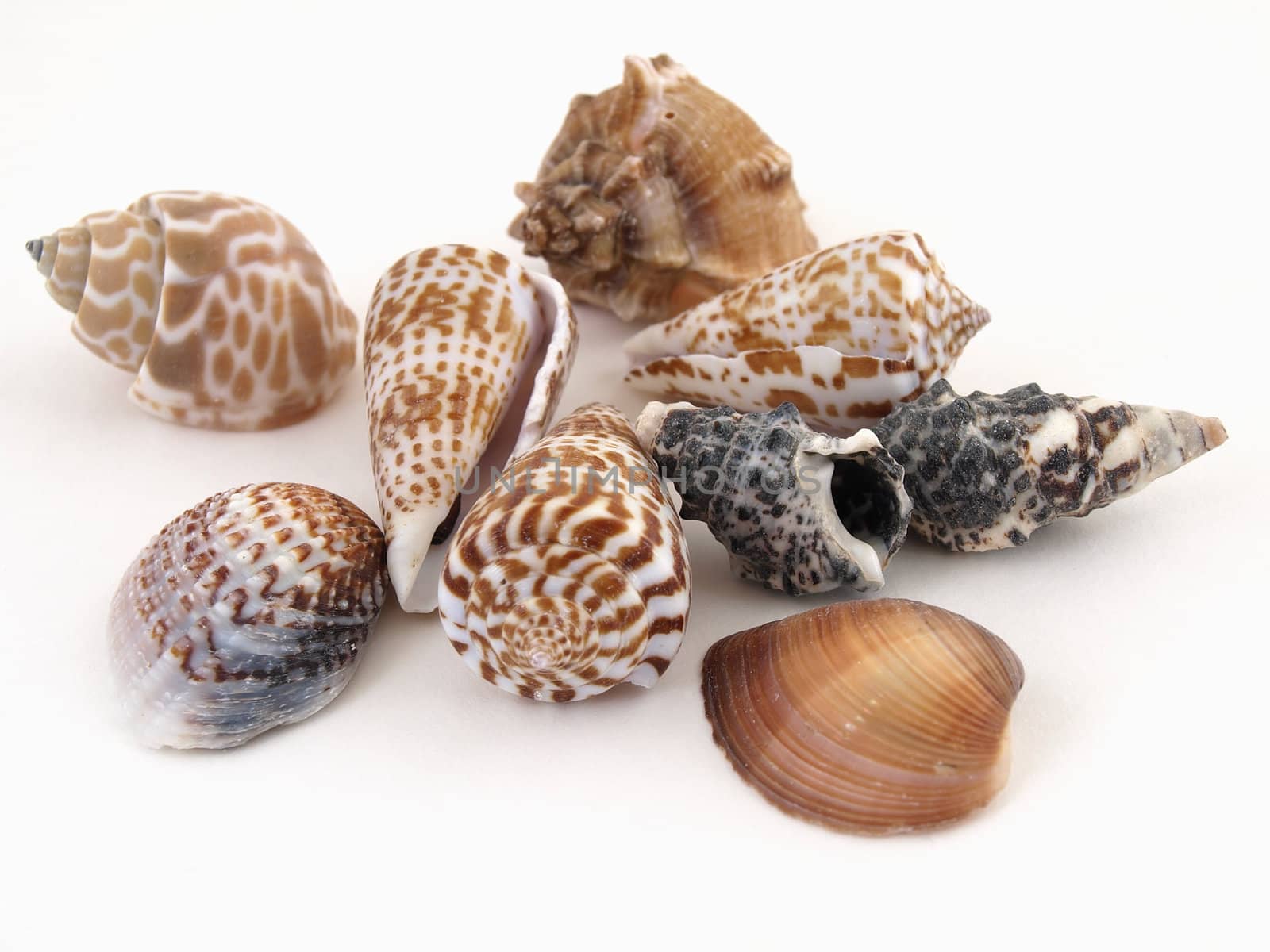 Various types of sea shells isolated on a white background.