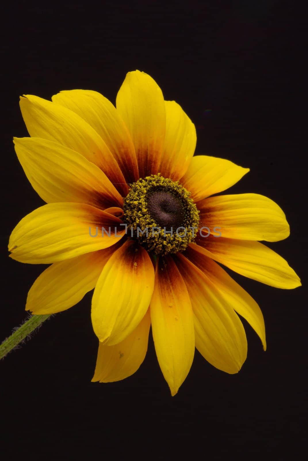 A single yellow Daisy (black-eyed Susan) on a dark background.