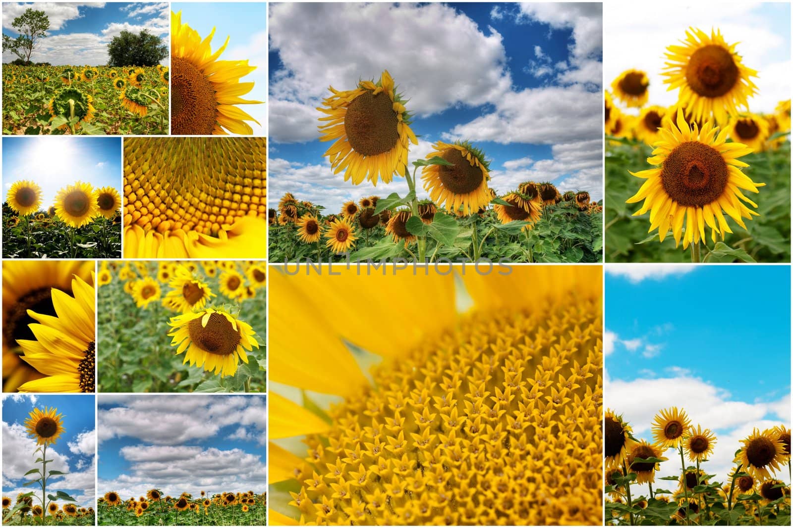 Collage of several colorful  sunflower pictures with white border