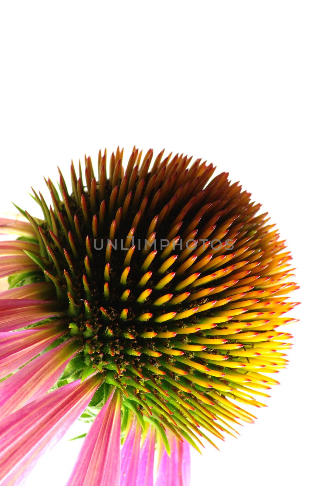 A macro of a Purple Coneflower showing the colorful immature seeds.