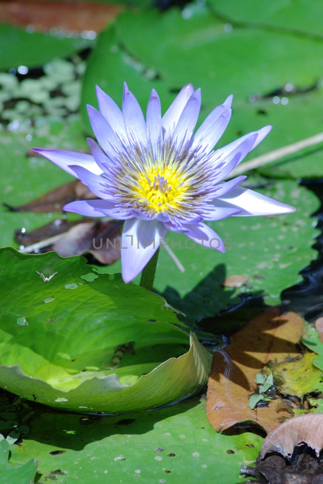 A lilac flower of the water lily, an aquatic plant of the Nymphaea family