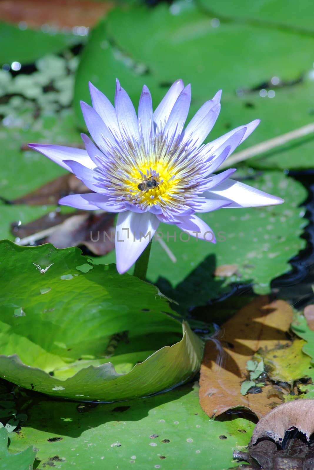 A bee is collecting pollen from the blue flower of water lily, an aquatic plant of the Nymphaea family