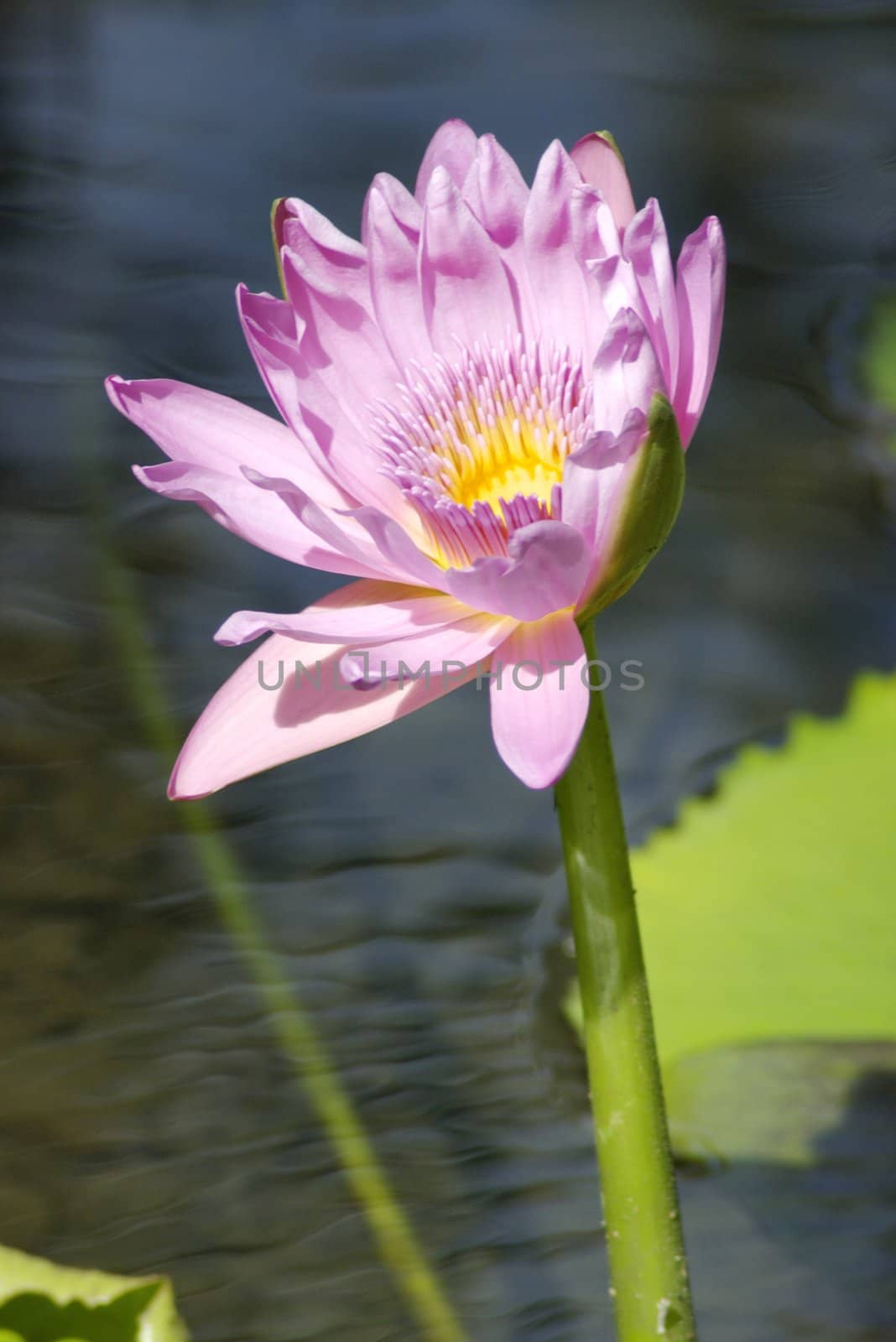 A pink flower of the water lily, an aquatic plant of the Nymphaea family