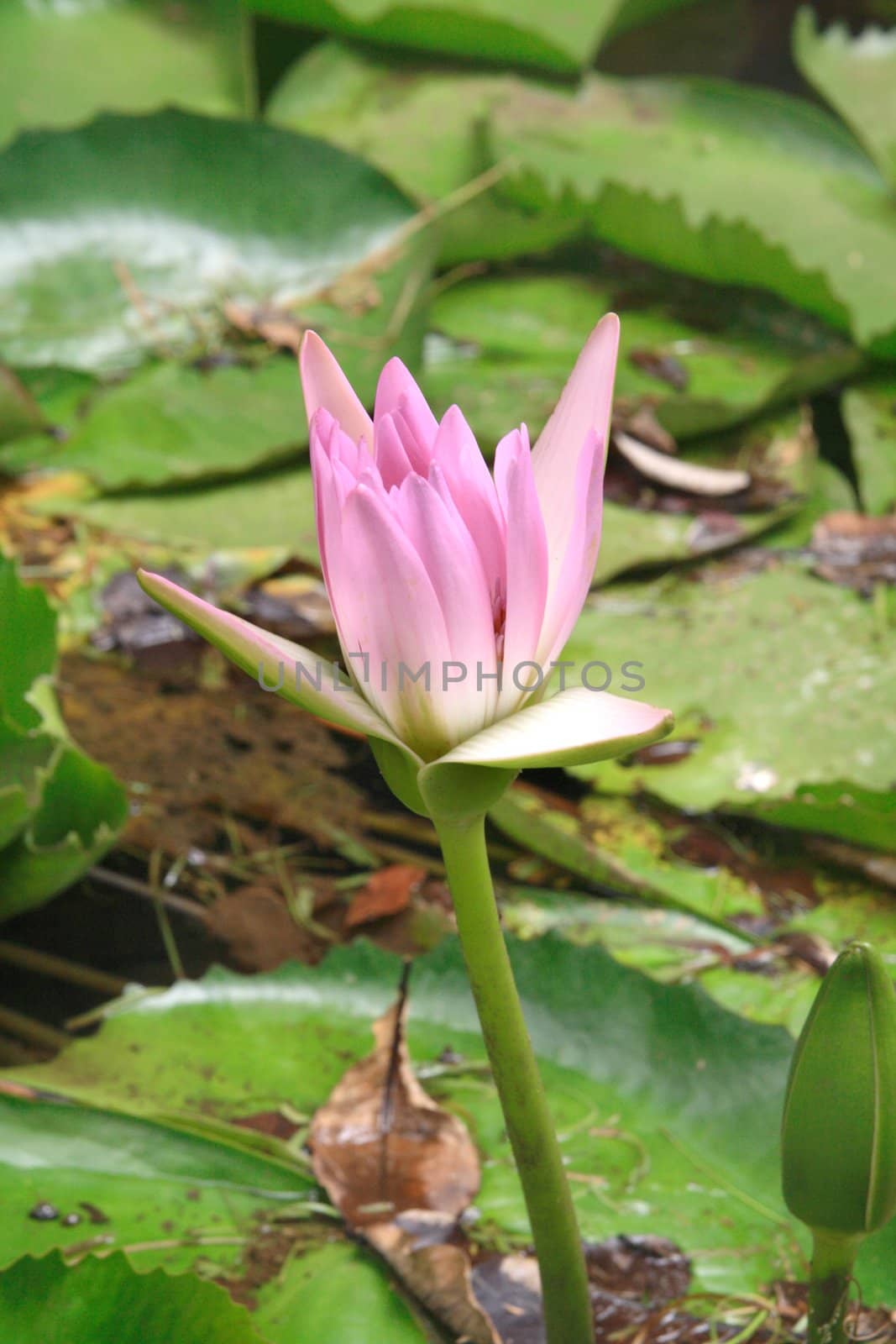 A partly opened pink flower of the water lily, an aquatic plant of the Nymphaea family