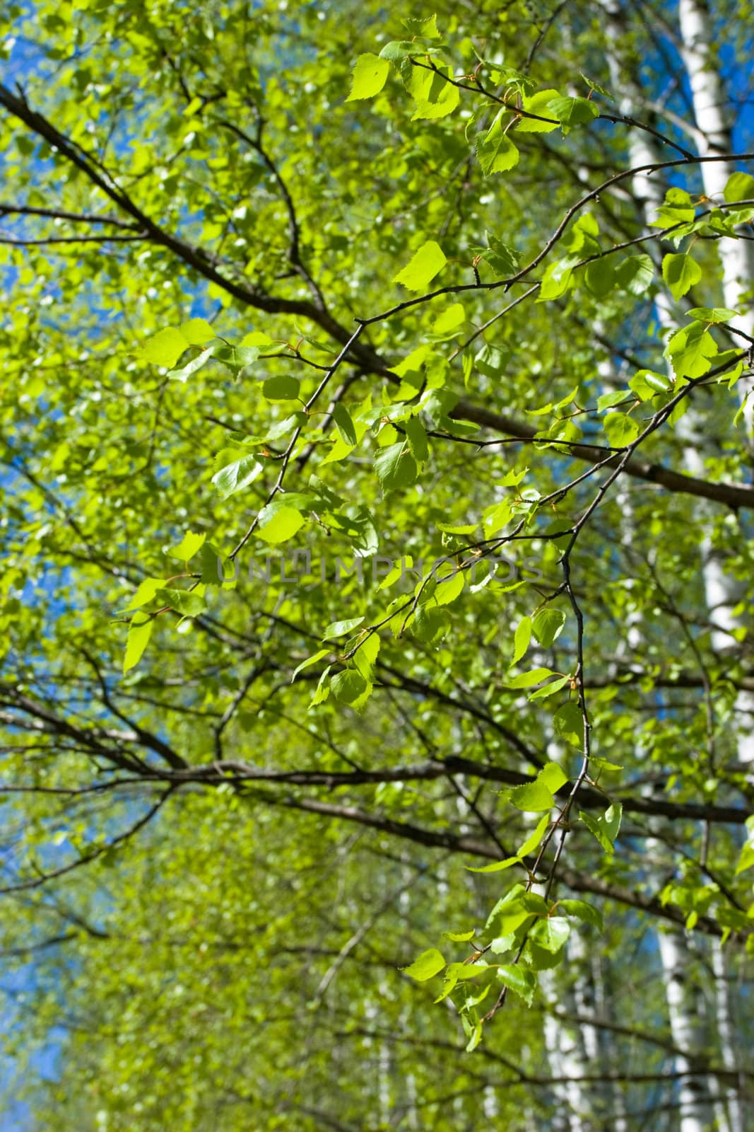 Fresh foliage of birch tree at spring