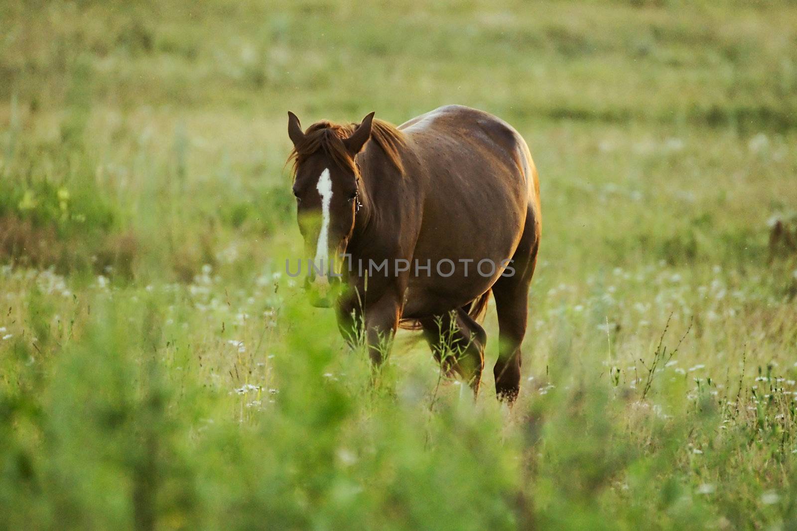 a horse standing in a field