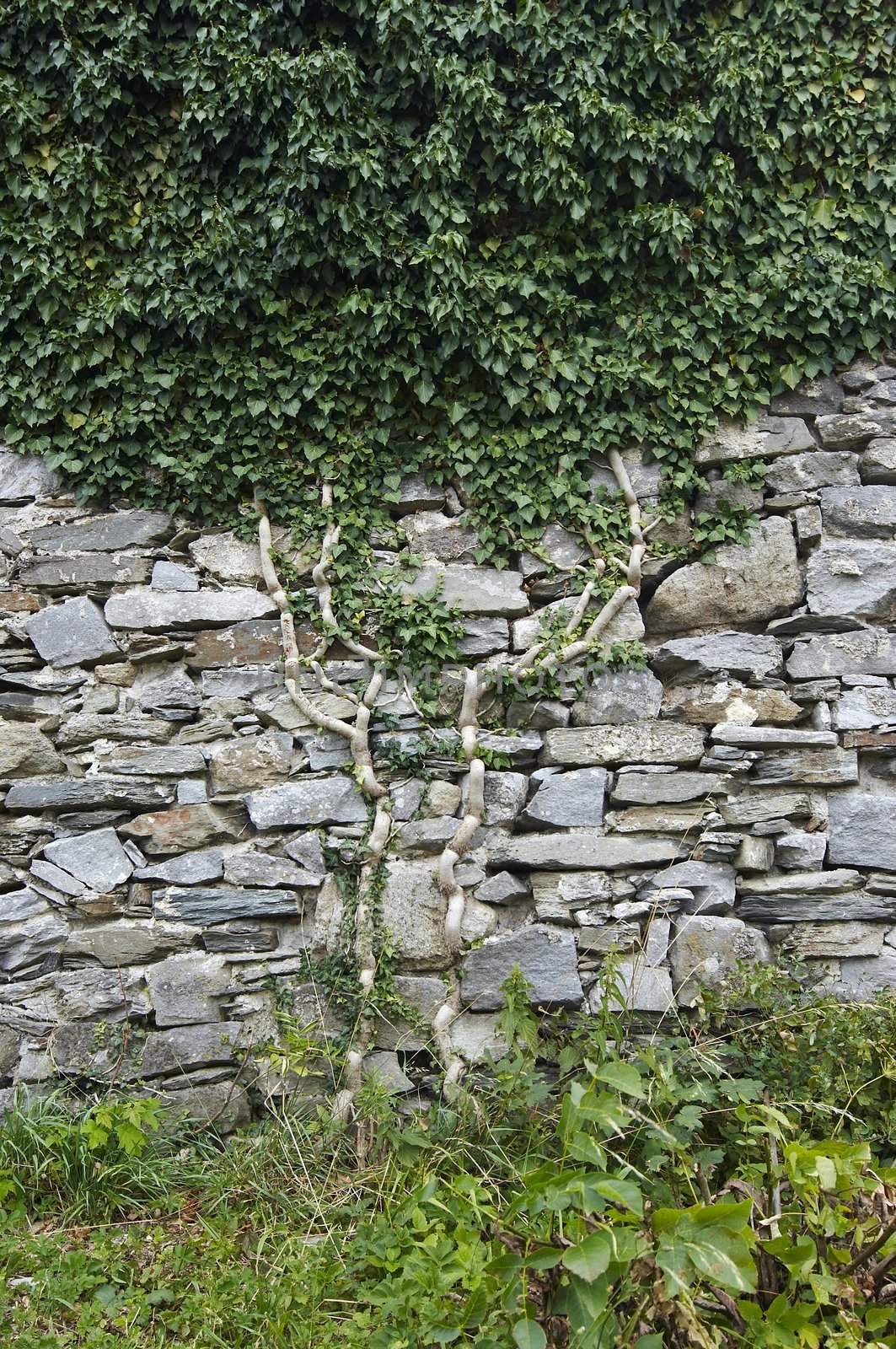 Shot of the climbing plant on the stone wall