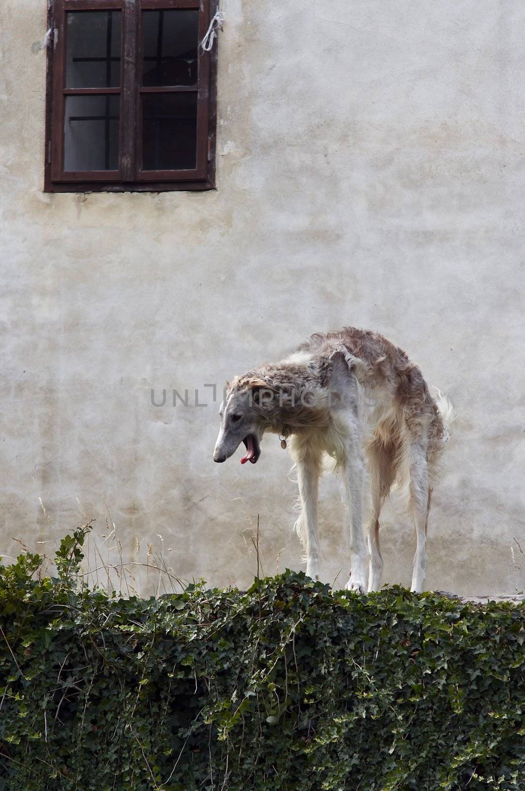 Shot of the Russian wolfhound