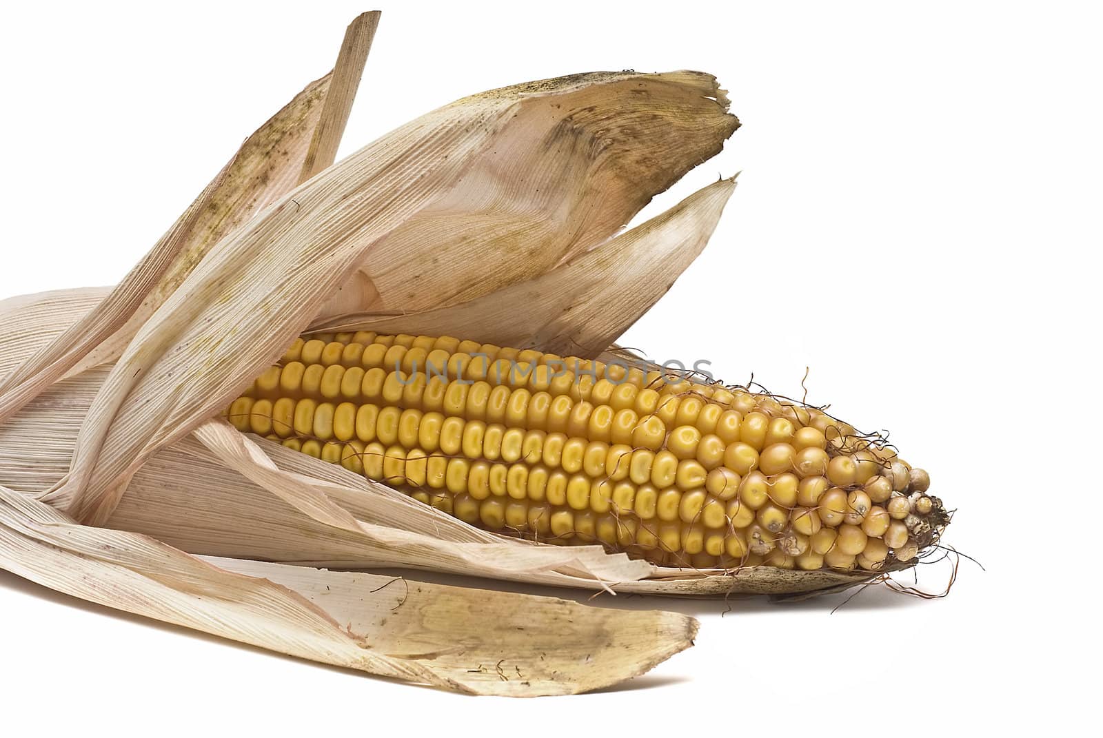 Dried corncobs with its skin isolated on a white background.