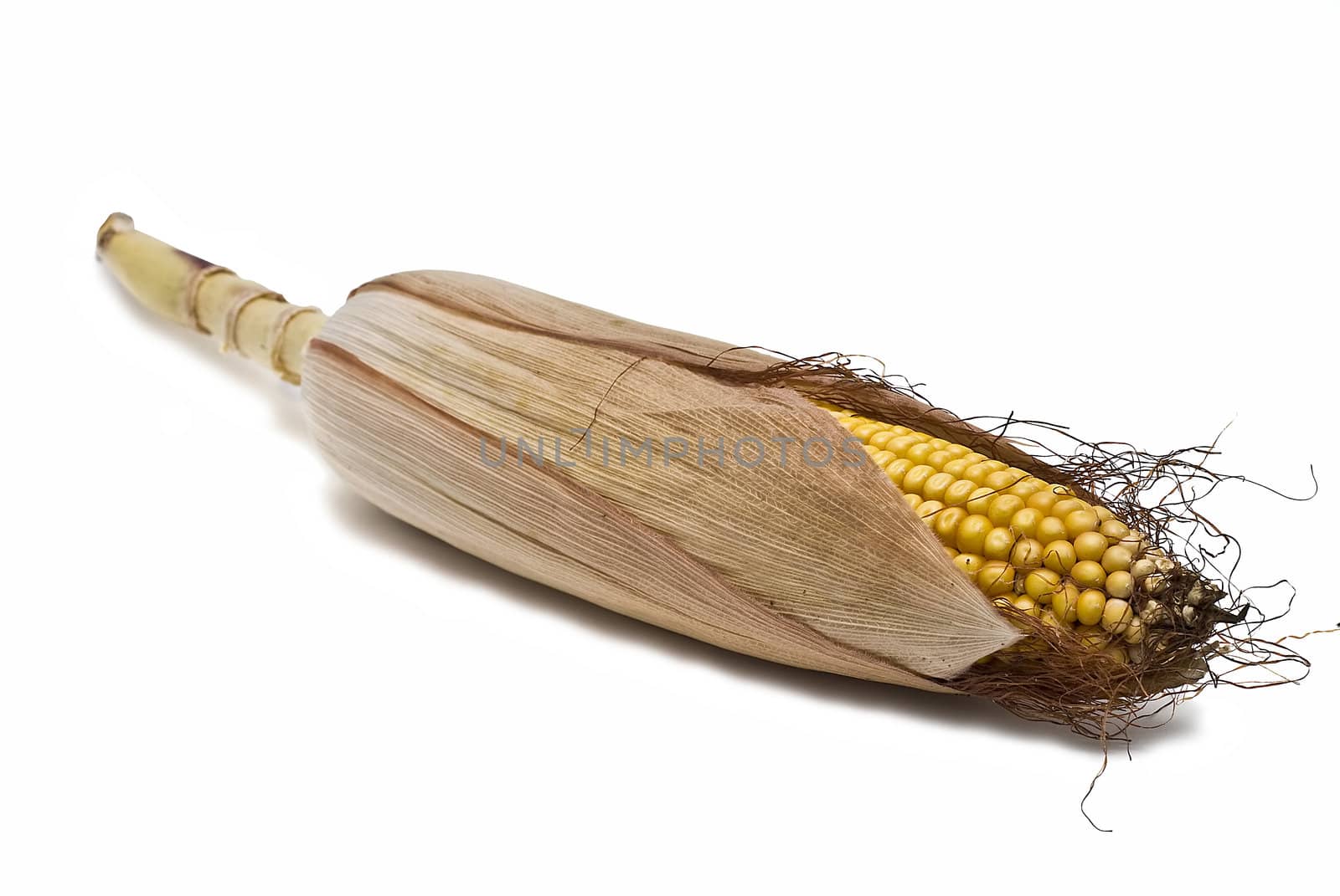 Dried corncobs with its skin isolated on a white background.