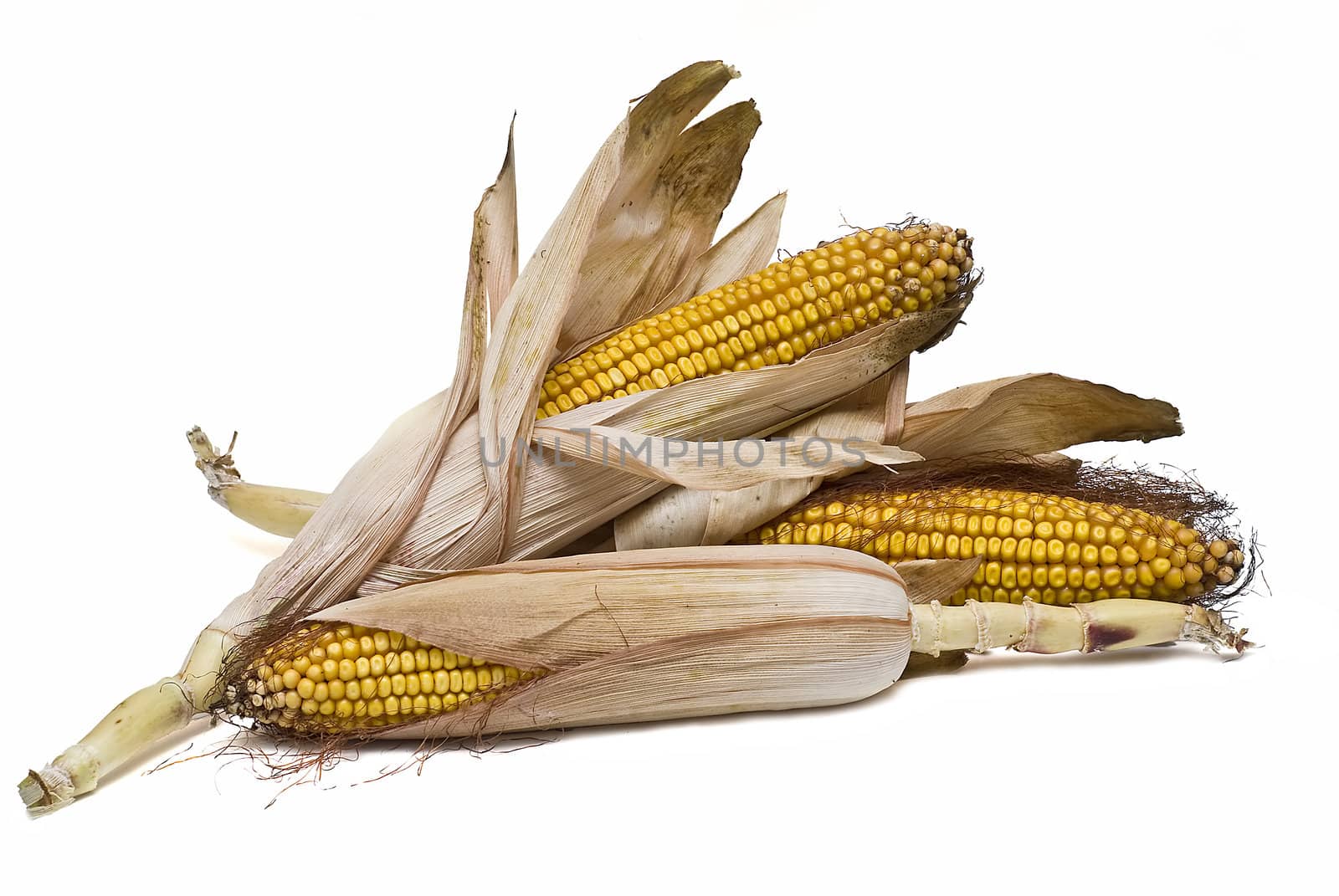 Dried corncobs with its skin isolated on a white background.