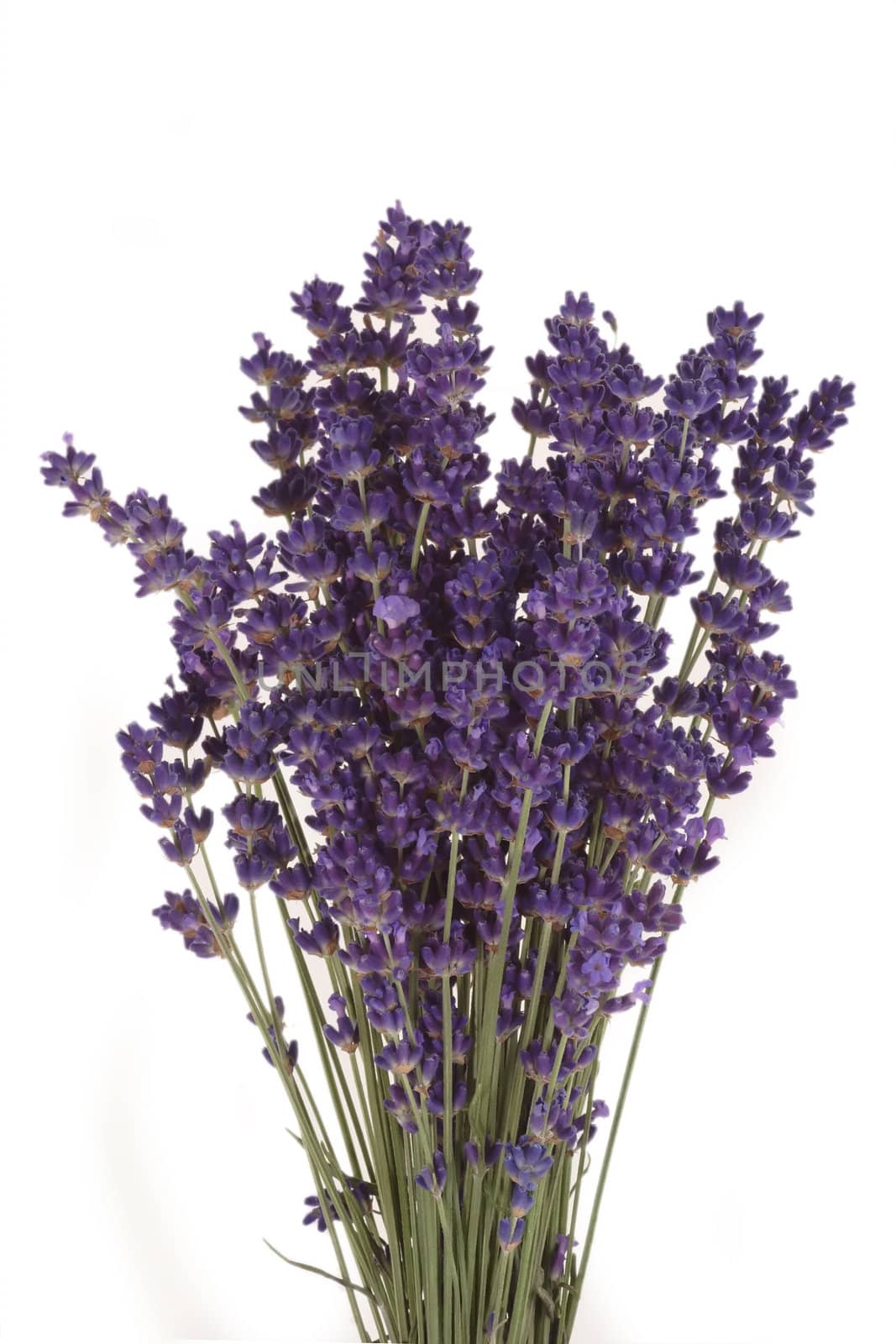 Bunch of blooming lavender on bright background