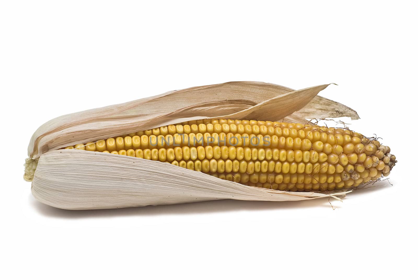 Dried corncobs with its skin isolated on a white background.