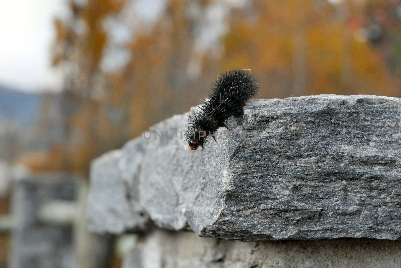 Caterpillar taking a leap by RefocusPhoto