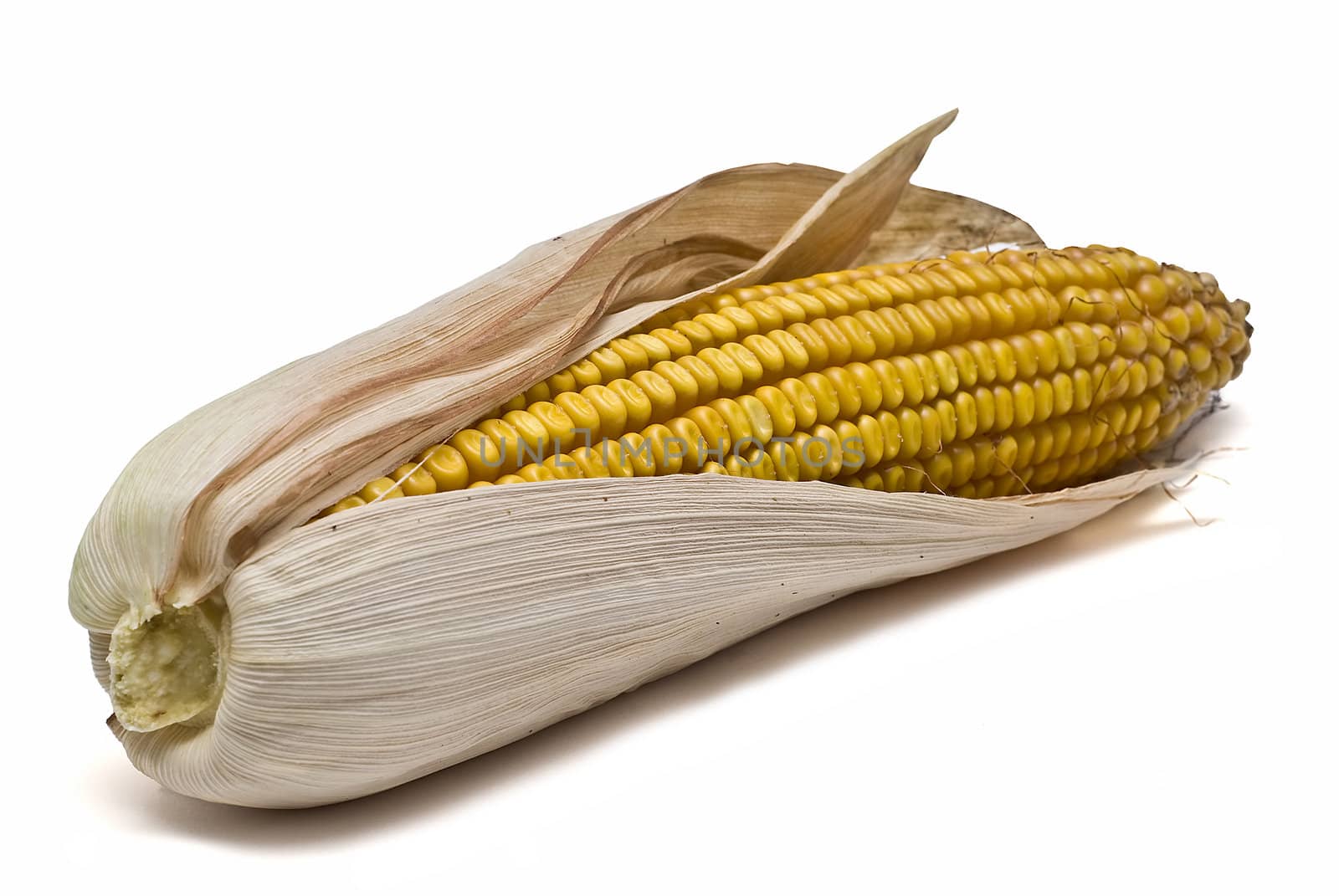 Dried corncobs with its skin isolated on a white background.