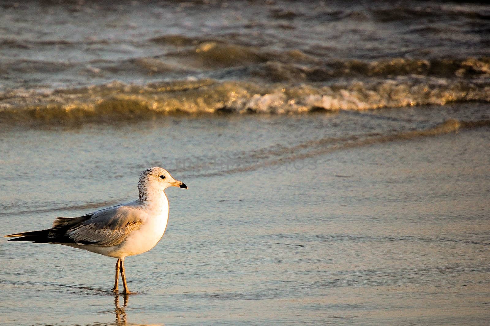 Bird on the Beach - Background Template by RefocusPhoto