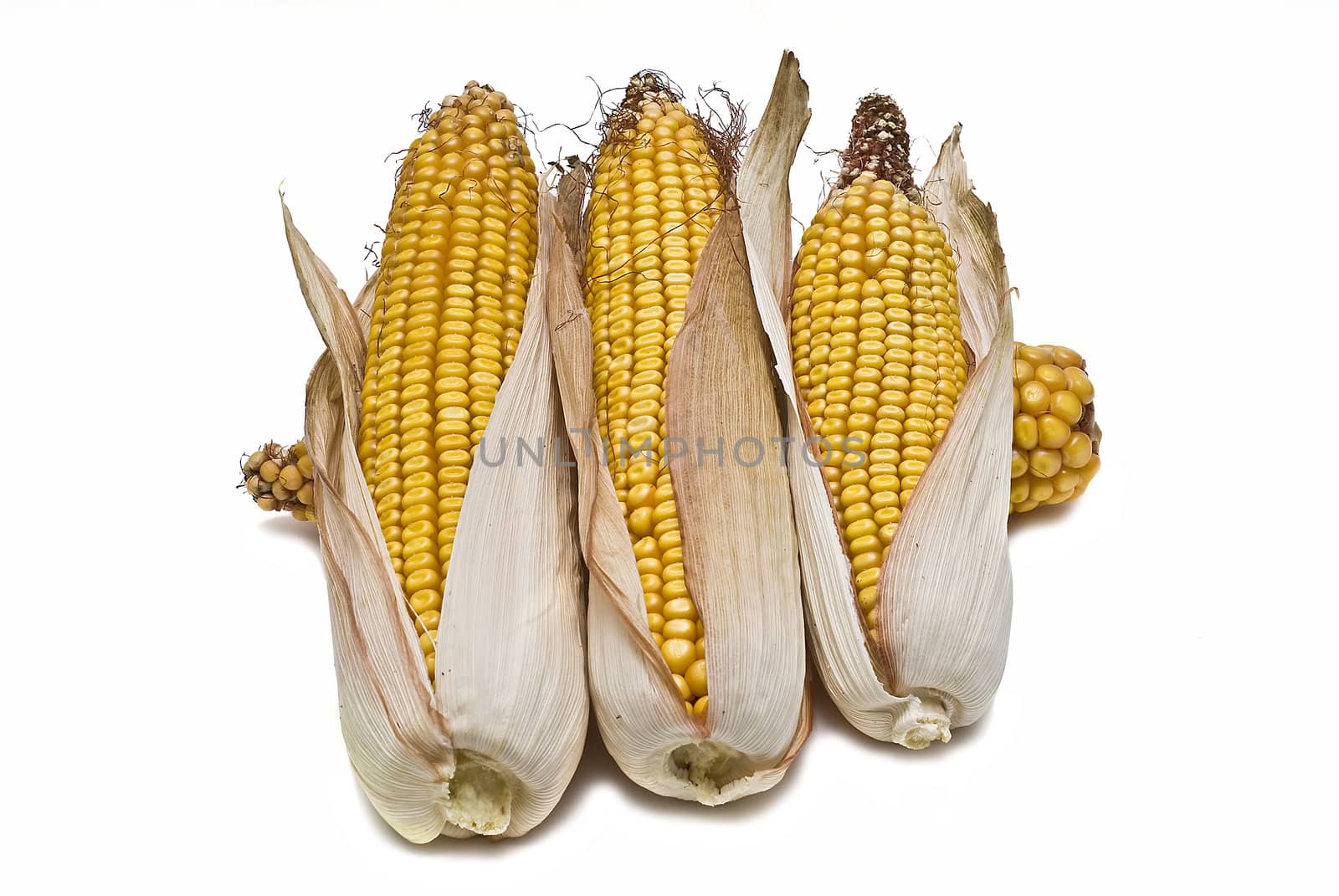 Dried corncobs with its skin isolated on a white background.