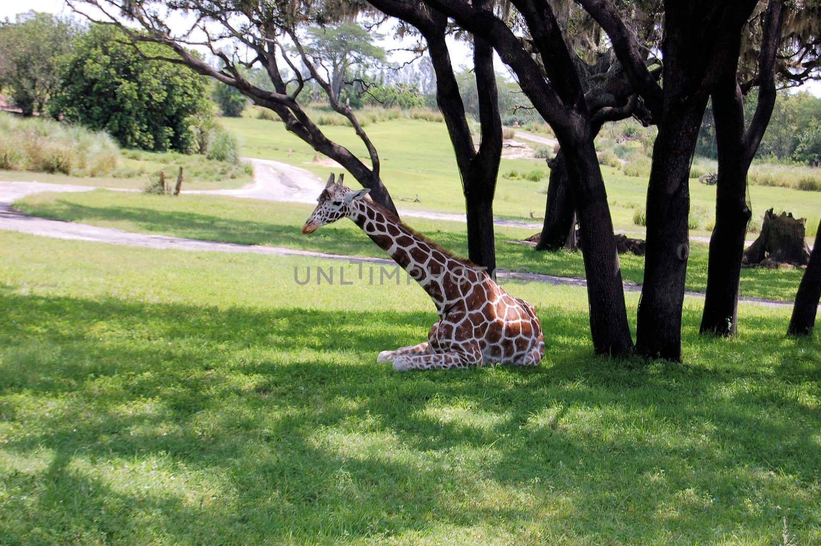 Giraffe Rests In The Shade
