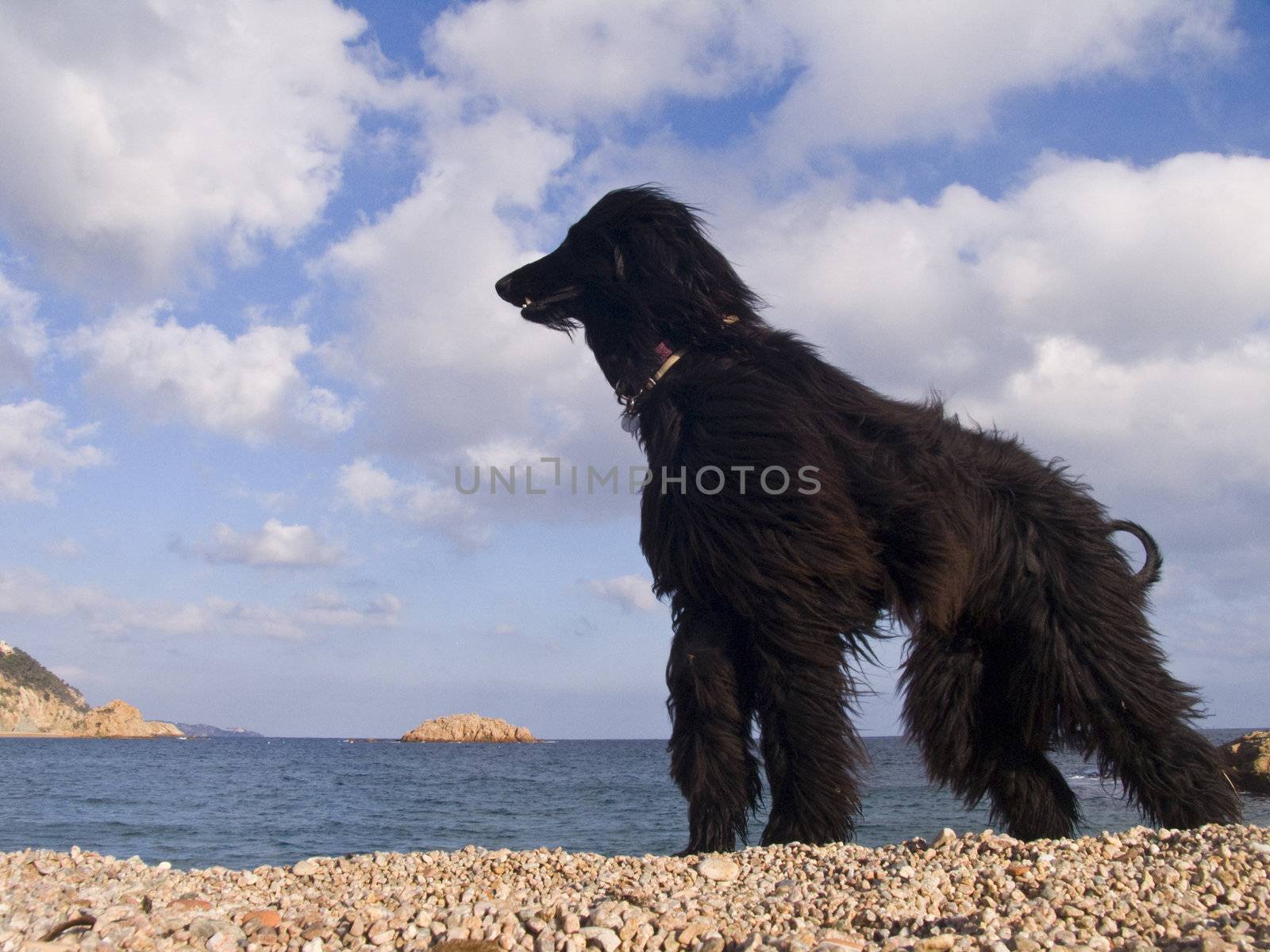 Dog in the beach of Tossa de Mar, Catalonia, Spain