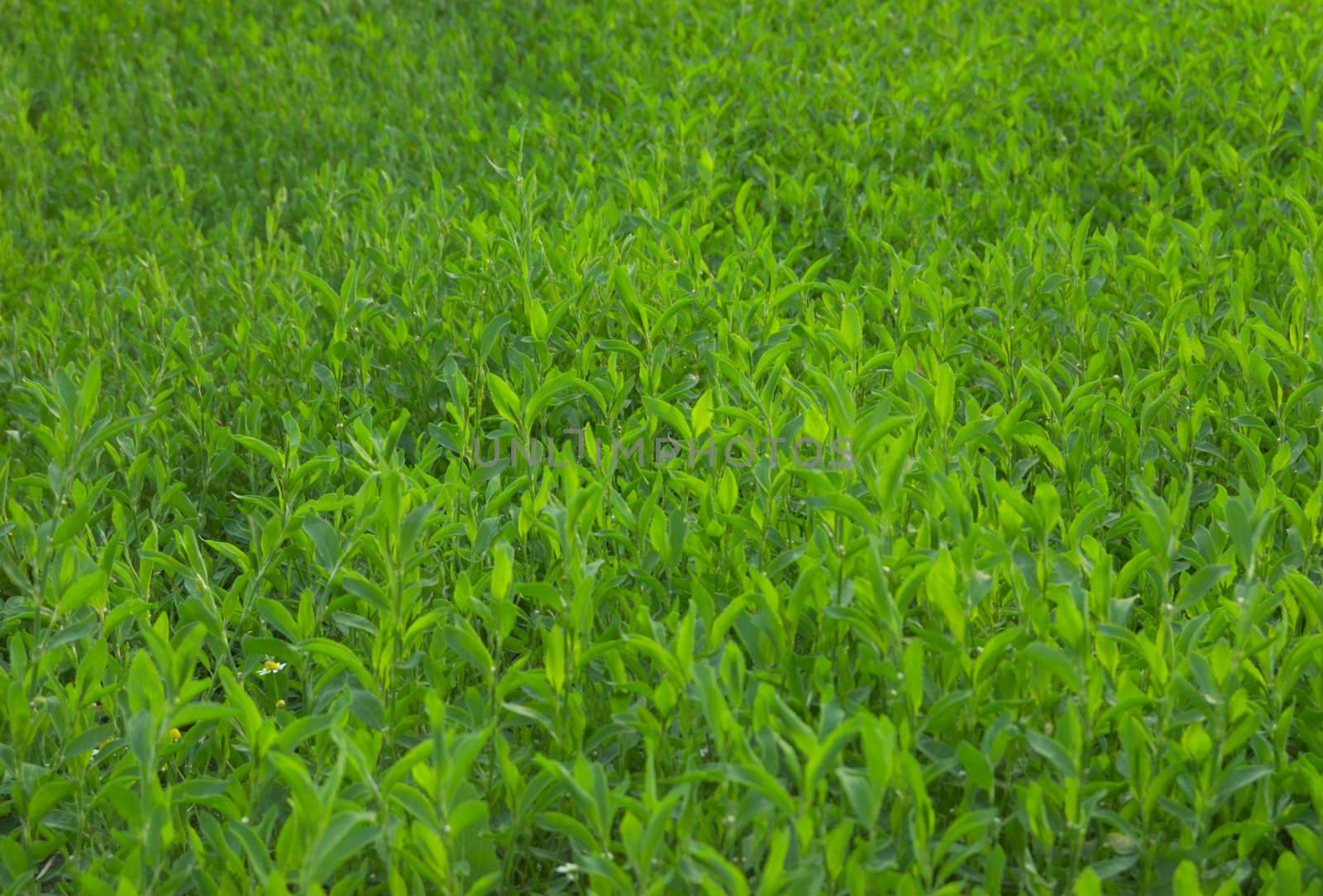 pattern of fresh spring green grass (meadow)