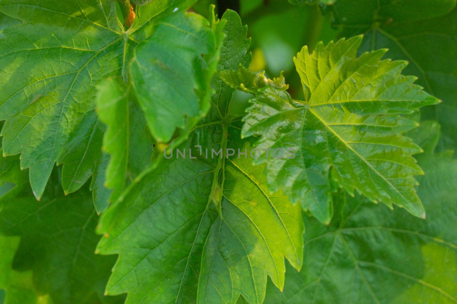 green grape leaves by mettus
