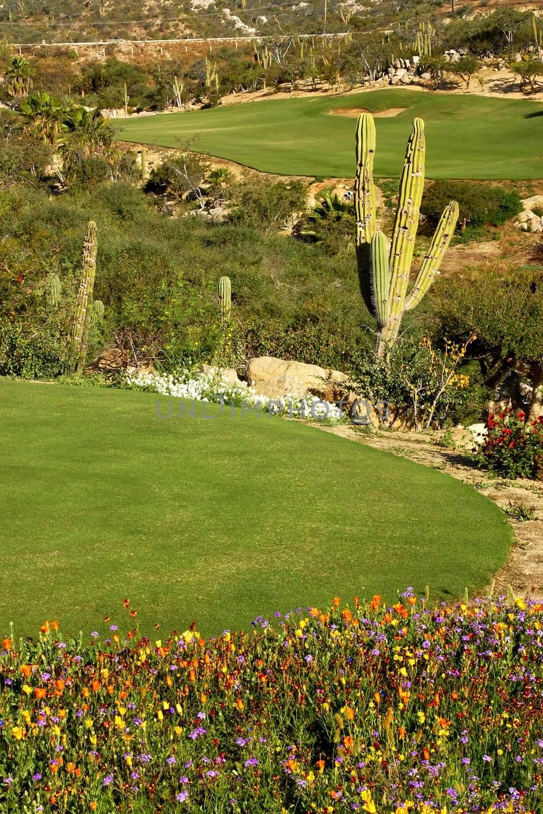 golf course in Los Cabos in Mexico