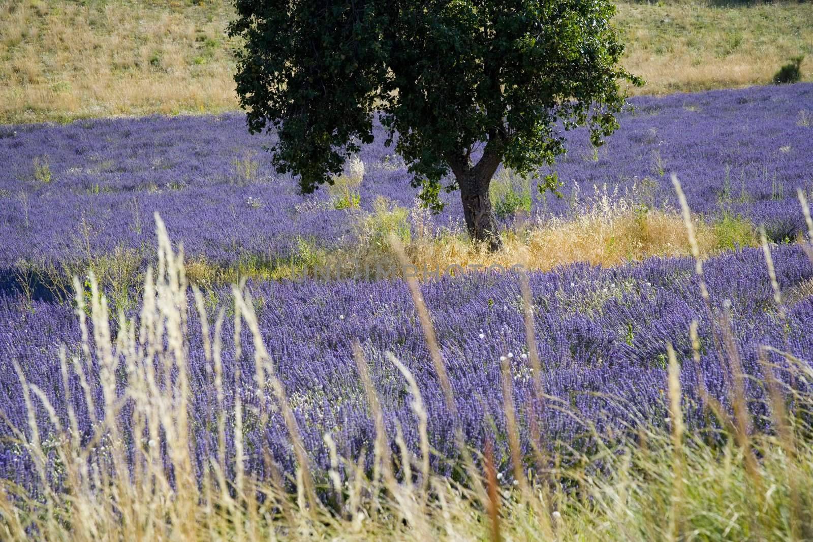 provence by cspcsp