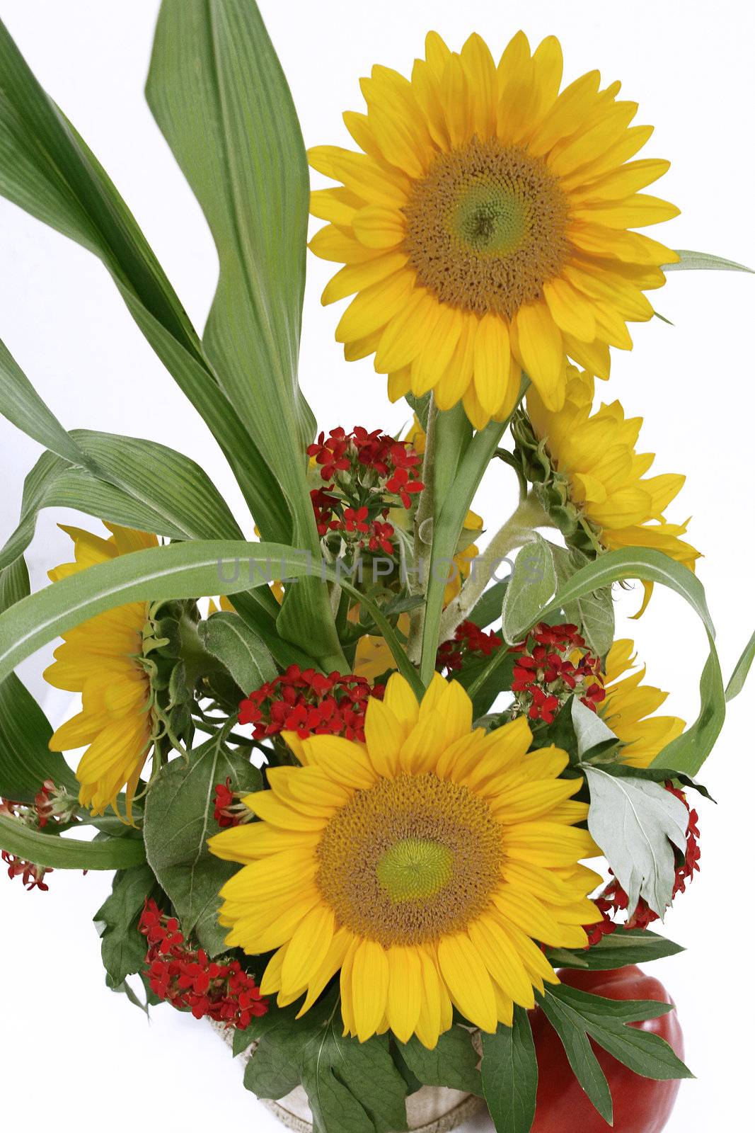  Bouquet of sunflowers isolatted on white.