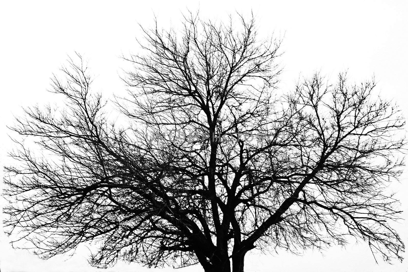 Oak tree stands against wite background.