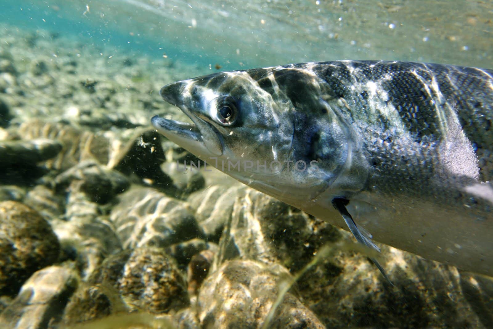 Unique shot of the atlantic salmon in its natural habitat