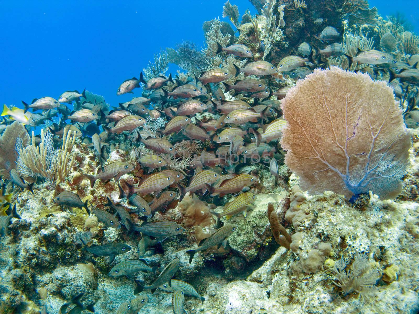 Sea Fan with large School of Freanch Grunts in the Cayman Islands