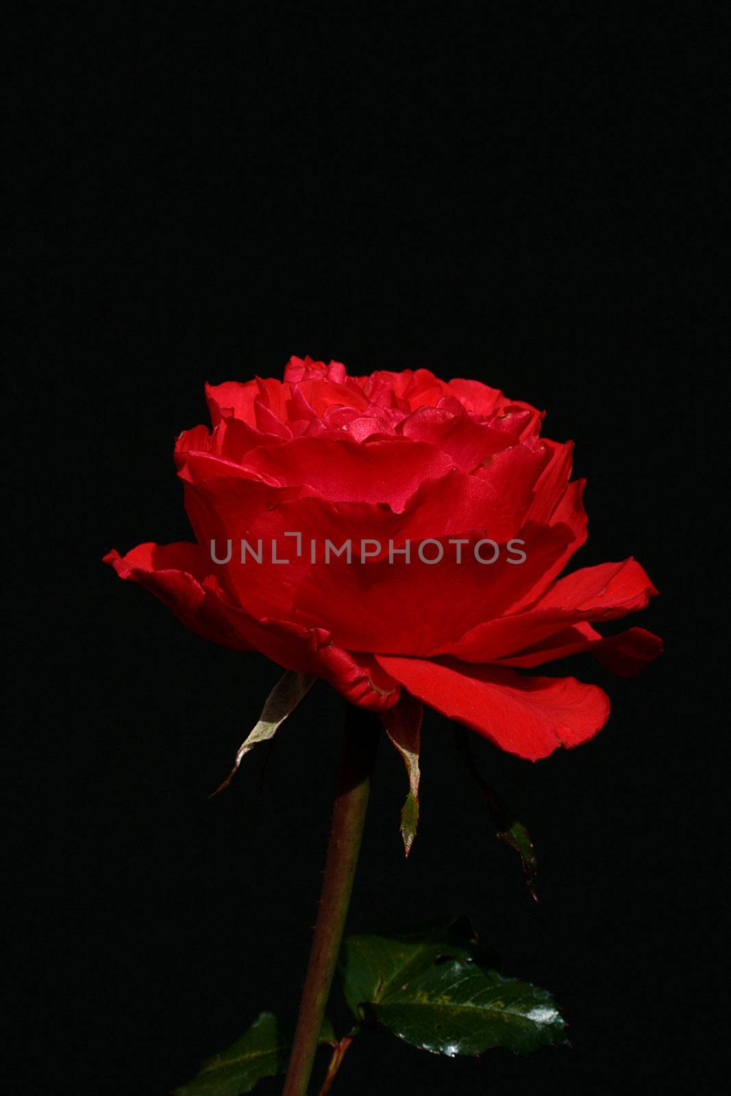 The red dismissed rose on a black background.