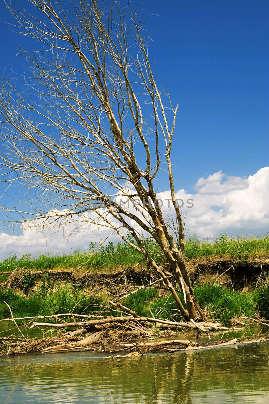 Dead tree on the coast of the river by selhin