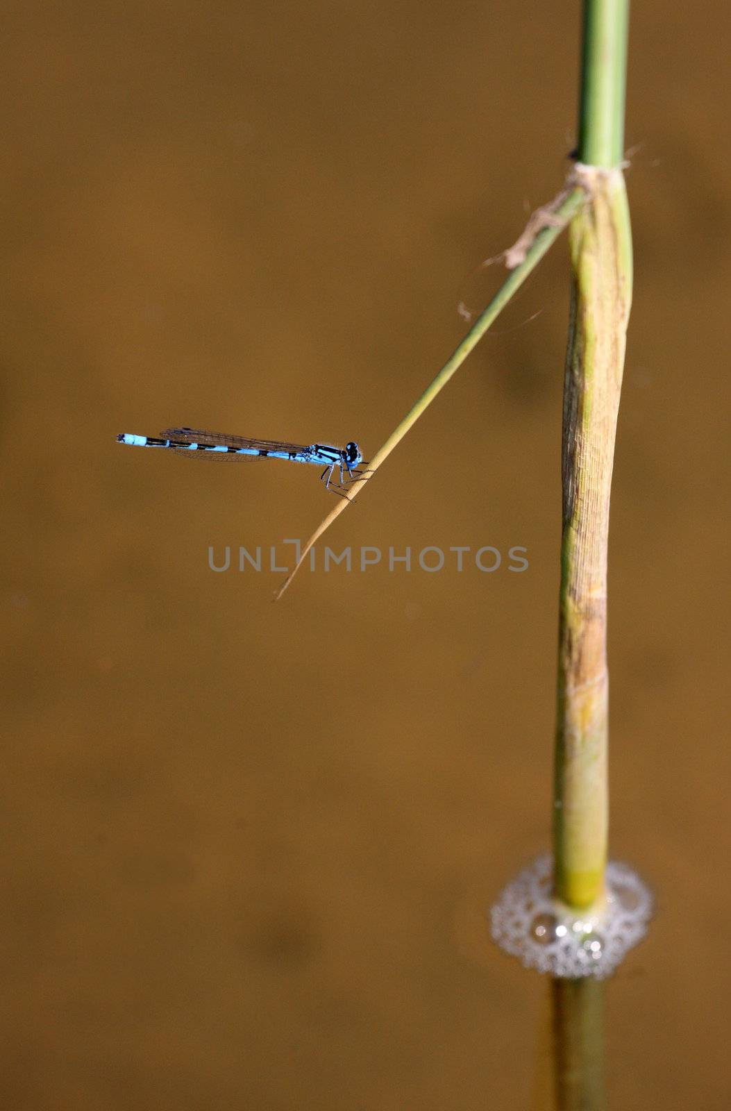 Dragonfly on a reed by fedlog