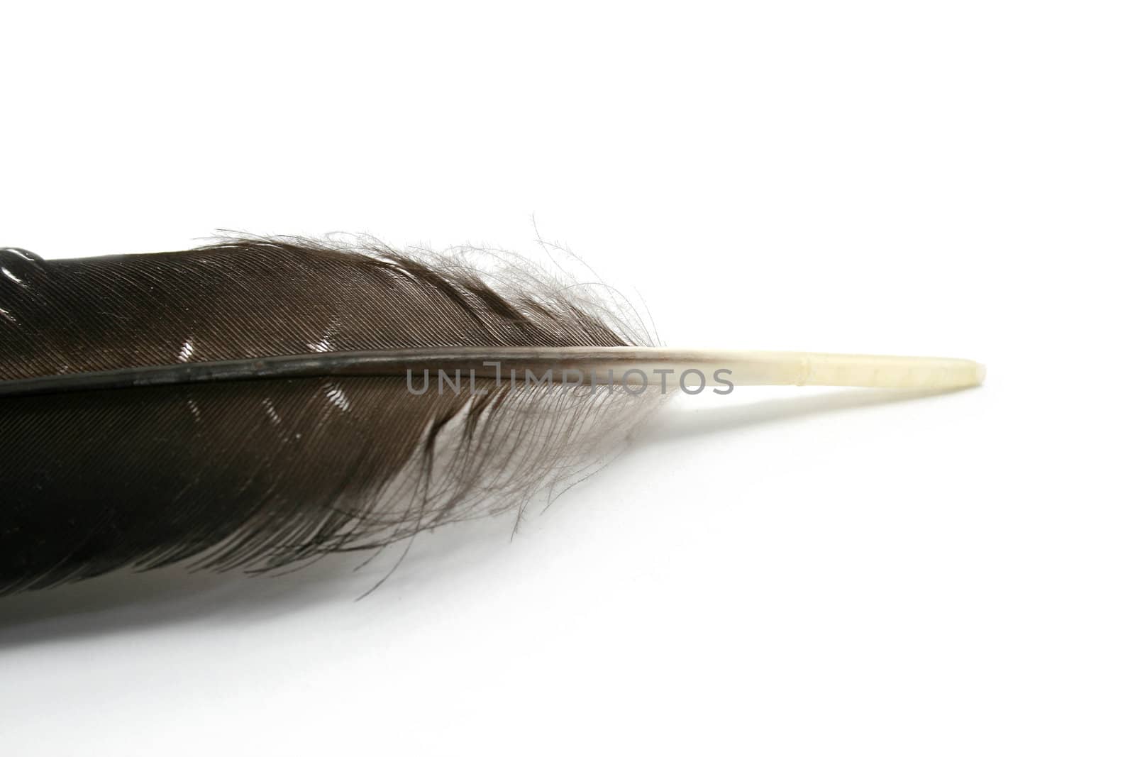 a feather isolated on white background