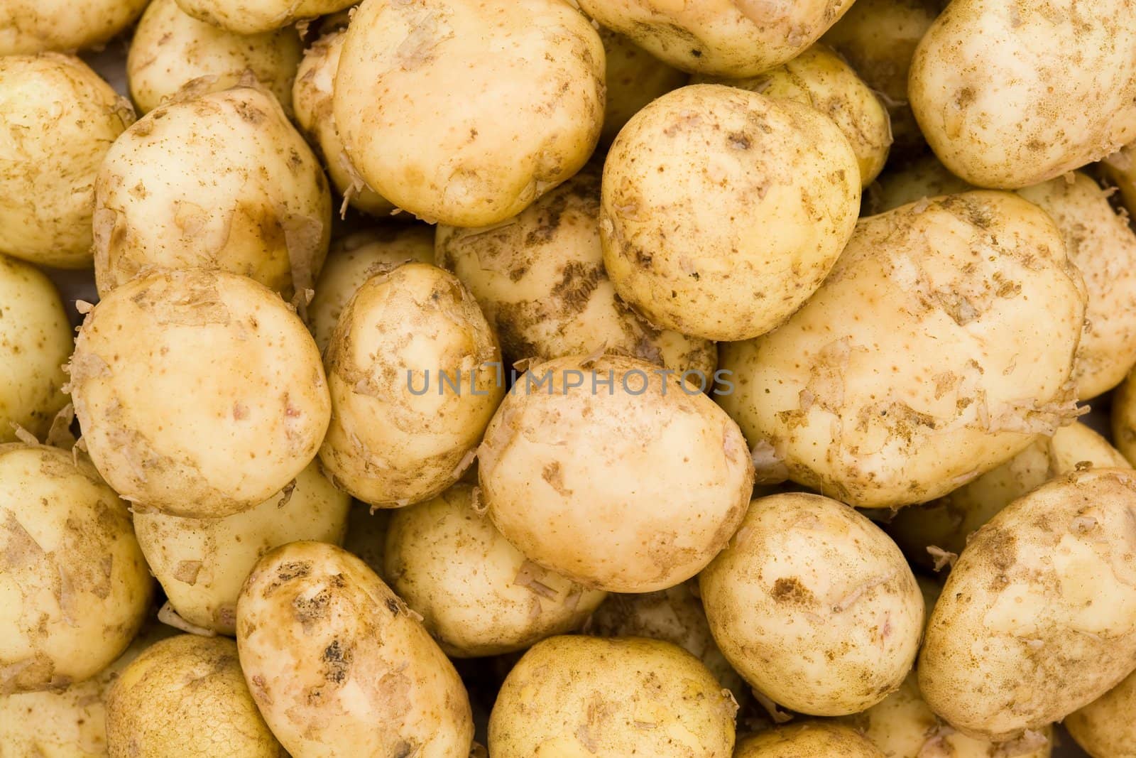 Fresh potatoes. Just now from vegetable-garde.