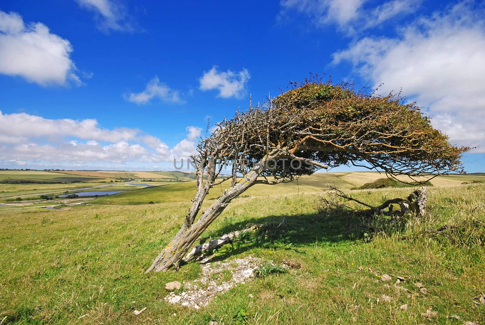 Single tree in the mountains