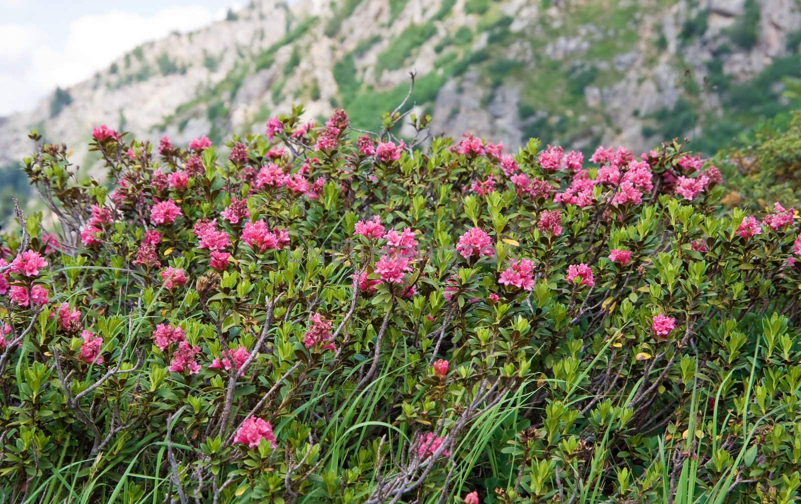 alpine landscape on summer with rhododendron flowers