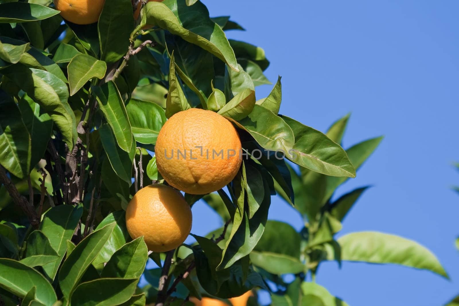 ripe oranges are hanging on a tree under a bright blue sky