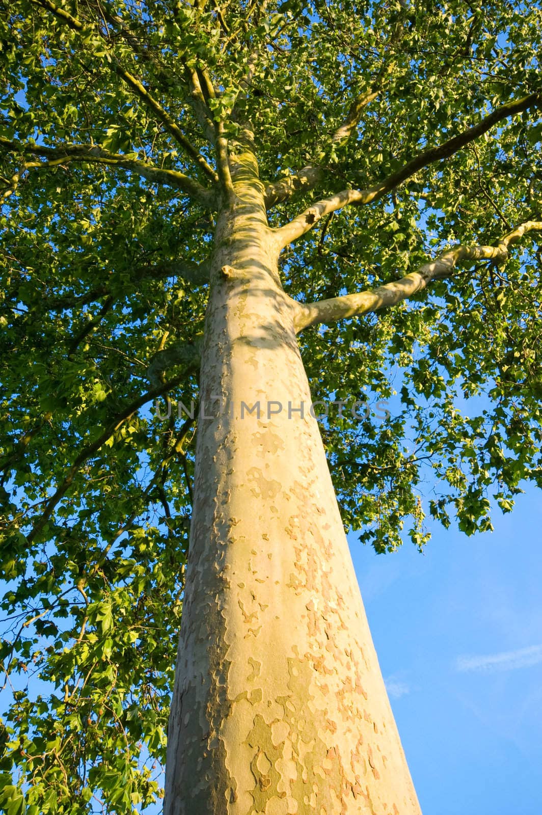 tree seen from below with bark vivible