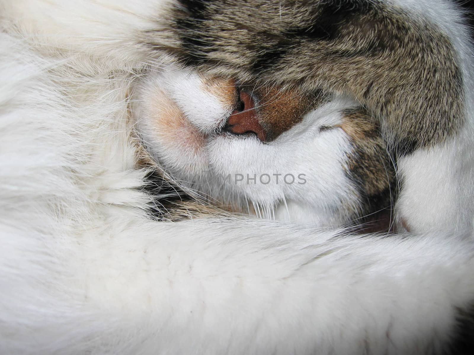 cat hidden with paw in front his eyes