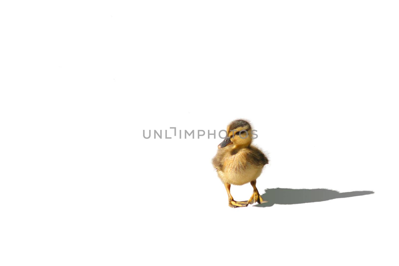 The little duck alone on an isolated background.