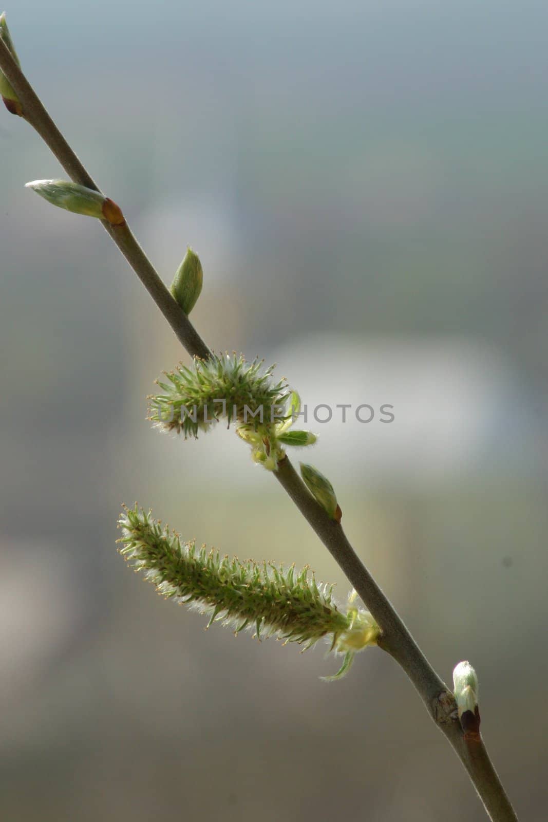 The plants sprout in the spring